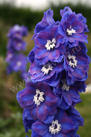 S3525 Дельфиниум Dasante Blue  5шт.