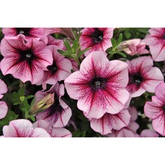 3259 Петуния SWEETUNIA BURGUNDY GEM (ВЕСНА 2025)