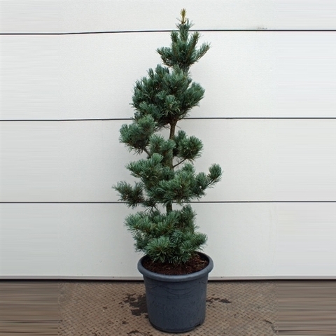 Сосна мелкоцветковая Темпельхоф АКЦИЯ | Pinus parv. Tempelhof 40-50 см