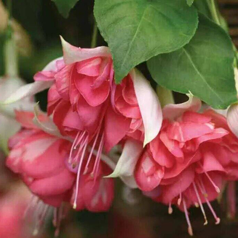 3589 Фуксия PEACHY (ВЕСНА 2025)