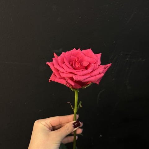 Роза hot explorer 60 см / 1 шт