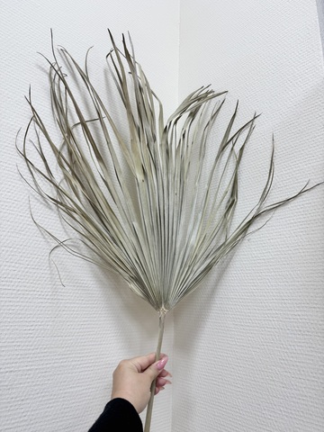 Лист пальмы Веерный натуральный сухой( L-размер)