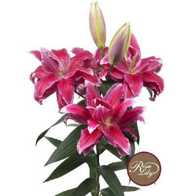 Лилии Купить Недорого Почтой Луковицы Интернет