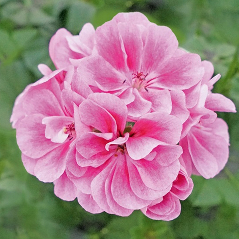 3125 Пеларгония плющелистная ROYAL FROSTY PINK (ВЕСНА 2025)