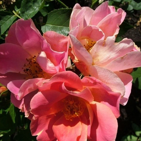 Эдуард Гийо(Edouard Guillot)