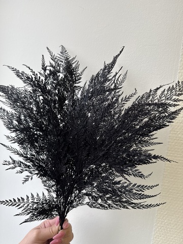 Папоротник Ажурный Черный (упаковка 9-10шт)