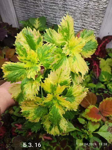 БЗ. 16 колеус