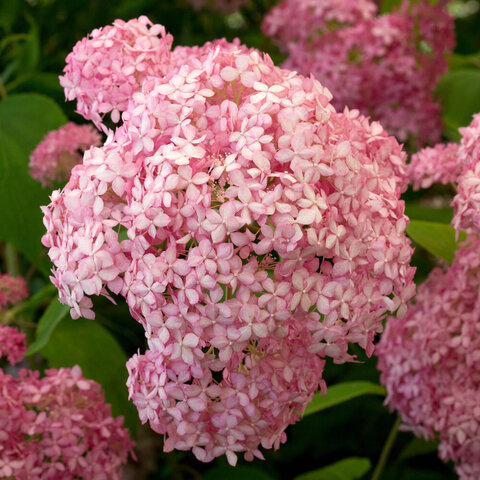 Hydrangea arborescens Pink Annabelle