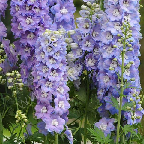 S3527 Дельфиниум Guardian Lavender 5шт.