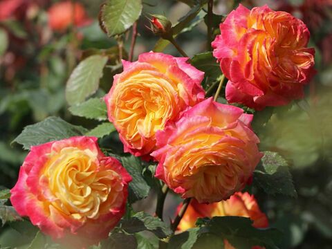 Марсель ан Флерс (Marseille En Fleurs)