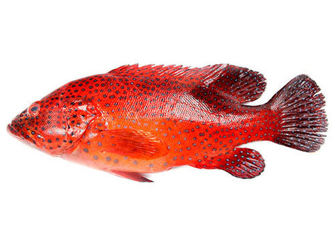 Групер красный охлаждённый~1.5кг