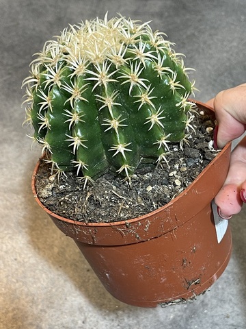 Эхинокактус Грузони Бревиспинус d13