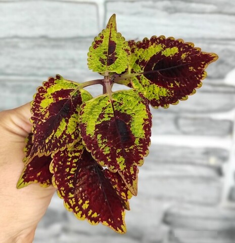 Клюква в сахаре АГ колеус