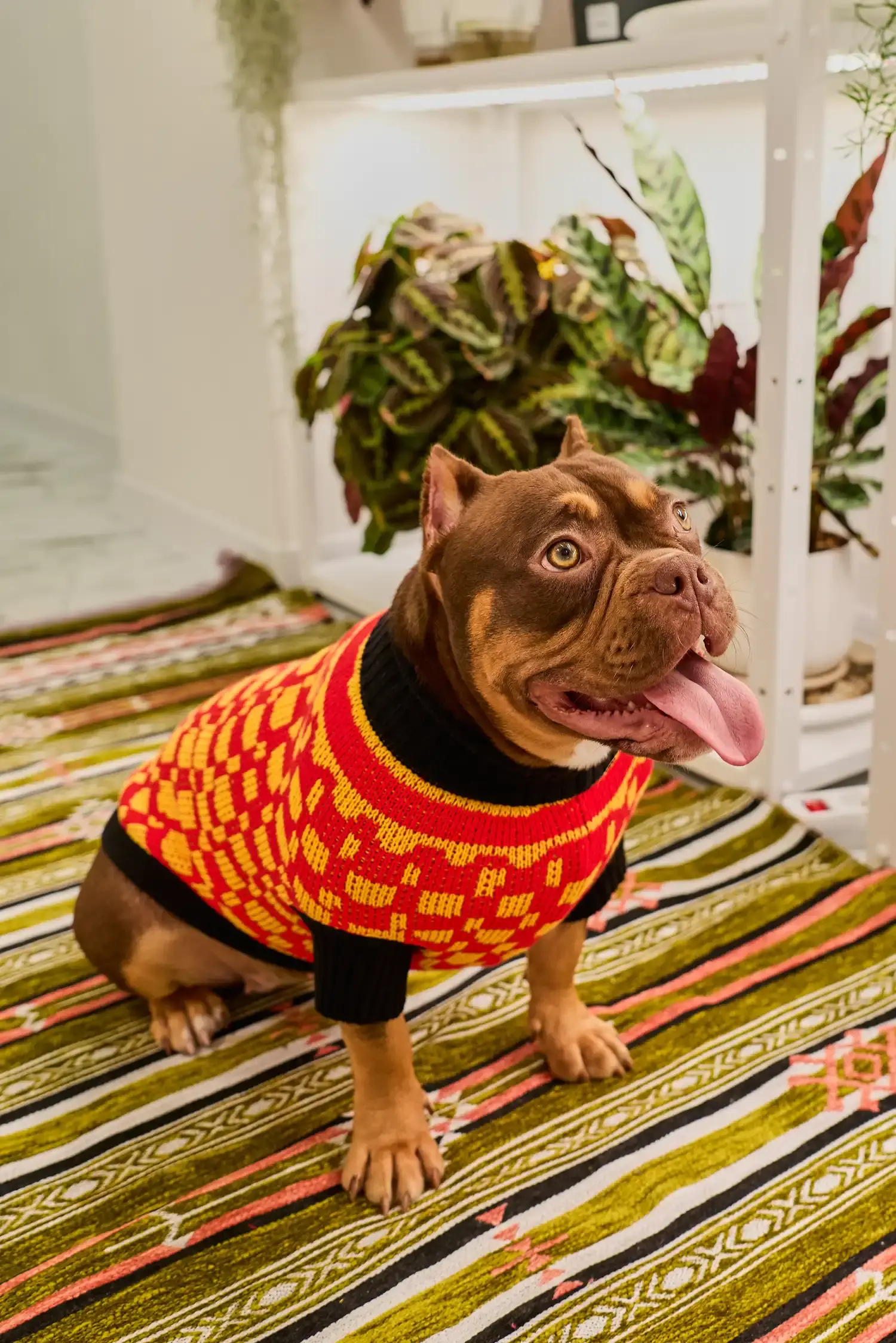 Для собачки