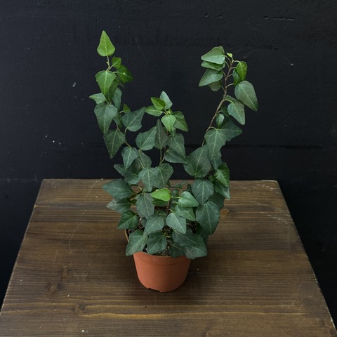 Хедера плющ комнатный