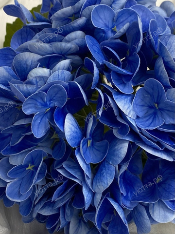 Гортензия садовая (Высота - 50 см) - Синий - Купить
