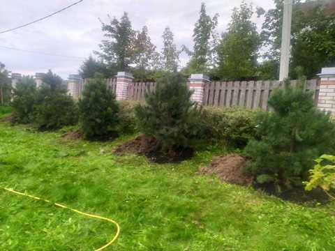 Сосна обыкновенная 2 метра живая изгородь