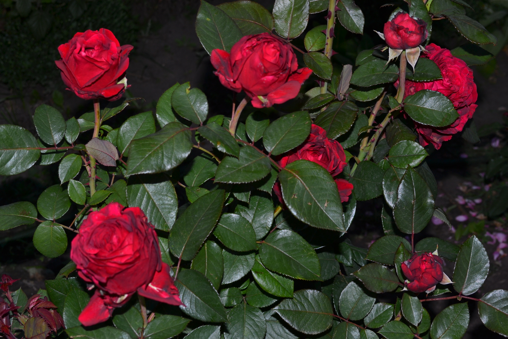 Роза флорибунда четырех ветров