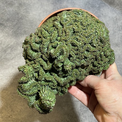 Эуфорбия Хоррида Кристата d13