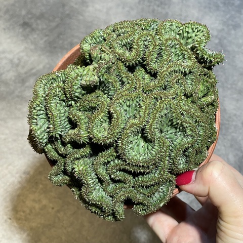 Эуфорбия Хоррида Кристата d13