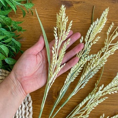 Колосья пшеницы, искусственная зелень, цвет светлый-кремовый, ветка 80 см, 1 ветка