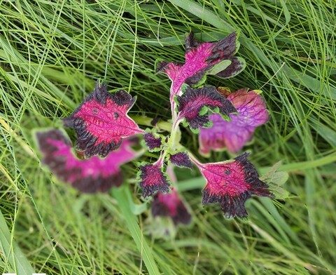 Предчувствие ампельный ТМ колеус