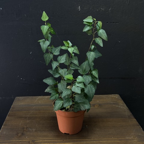 Хедера плющ комнатный