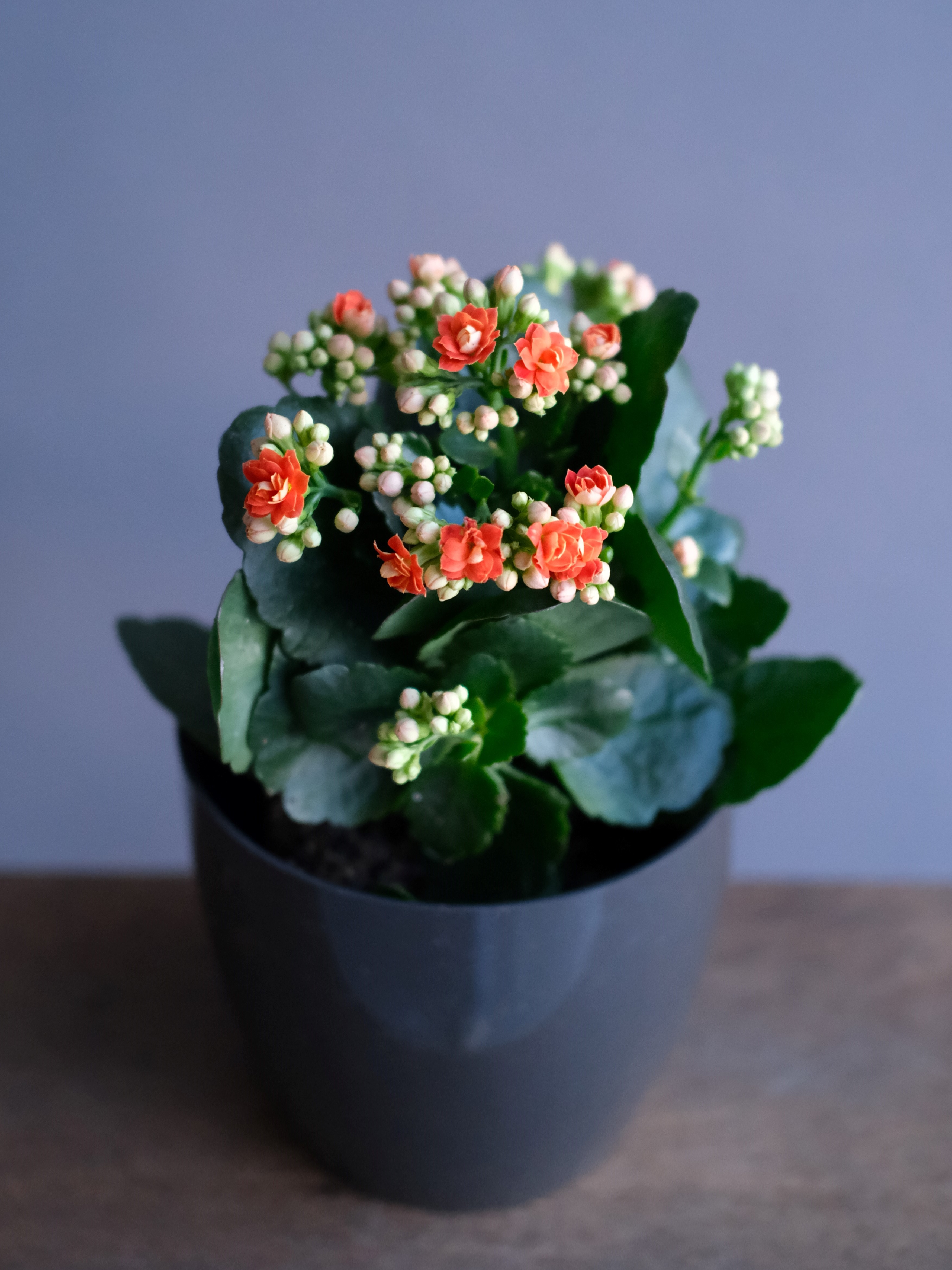 Каланхое Каландива микс (D-12)