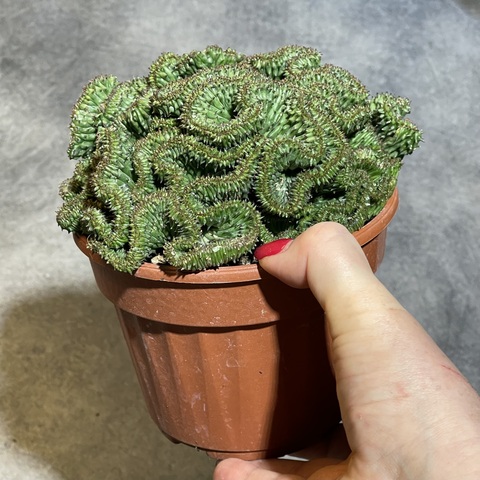 Эуфорбия Хоррида Кристата d13