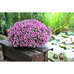 3259 Петуния SWEETUNIA BURGUNDY GEM (ВЕСНА 2025)