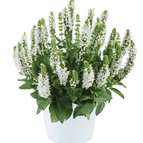 3746 Шалфей дубравный APEX WHITE (ВЕСНА 2025)