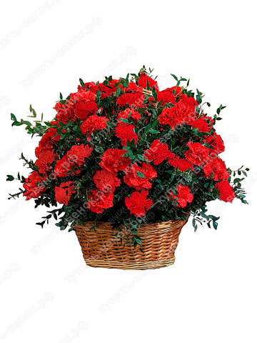 Ритуальная корзина из живых цветов 