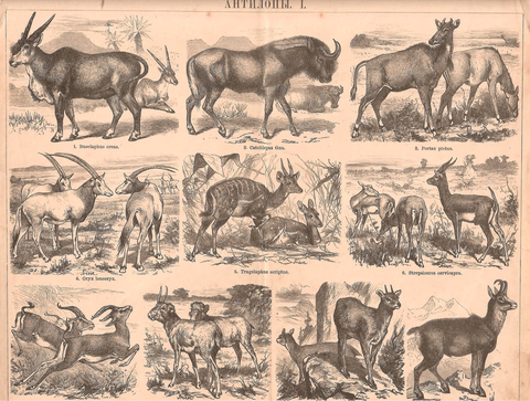 Литография «Антилопы»