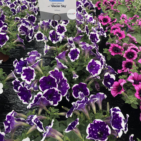 3201 Петуния ALPETUNIA GLACIER SKY (ВЕСНА 2025)