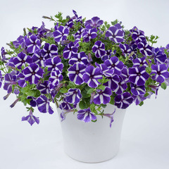 3211 Петуния CAS. PURPLE GEM (ВЕСНА 2025)