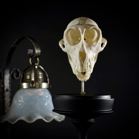 Череп макака в клоше