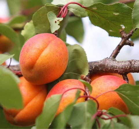 Абрикос