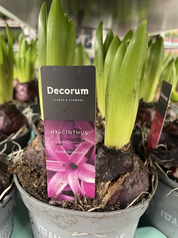 Гиацинт Микс 3 луковицы