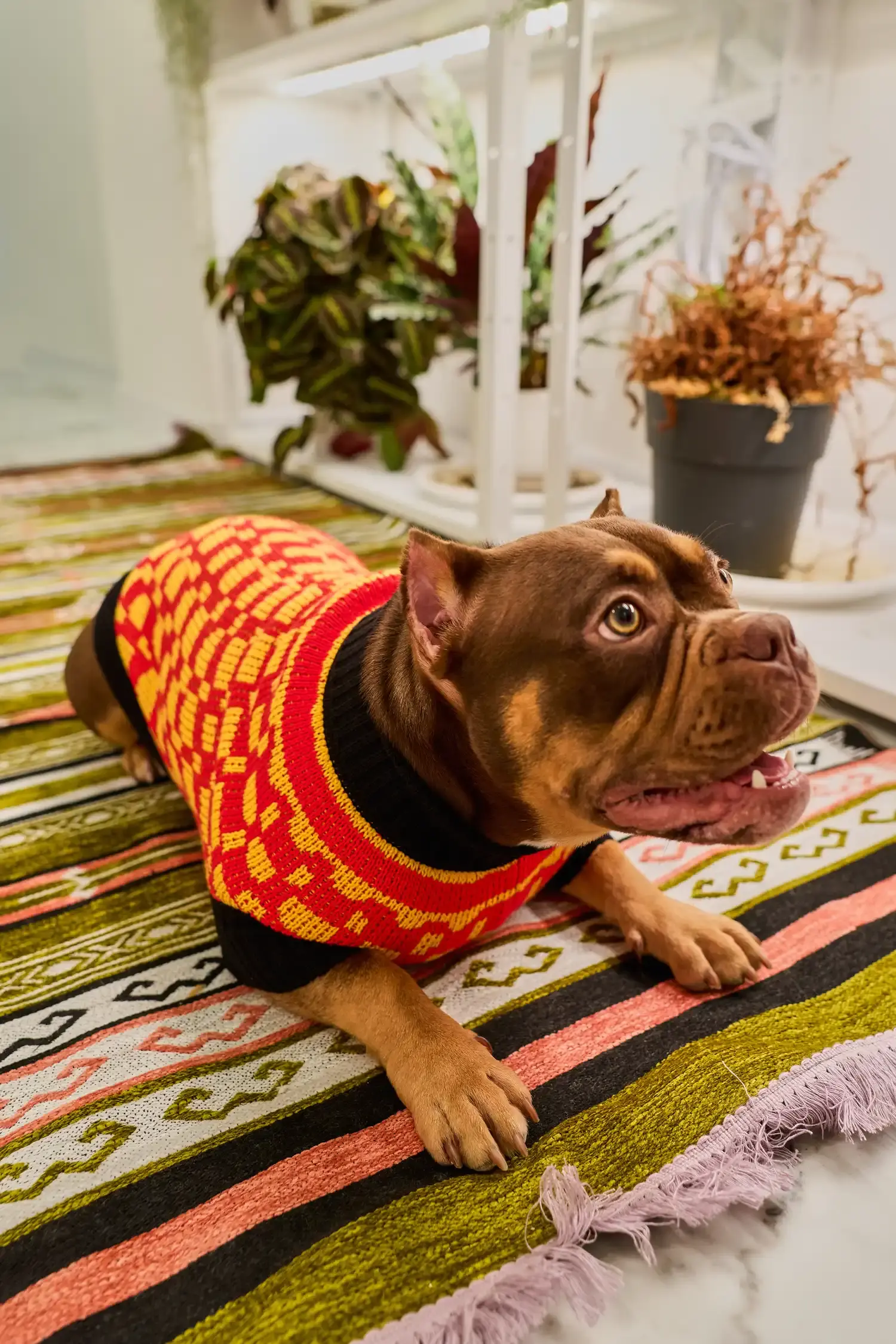 Для собачки