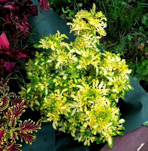 Коралловый риф колеус