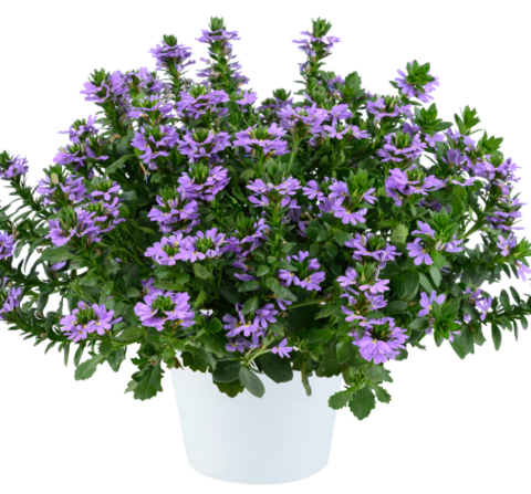 3428 Сцевола BLESSING LAVENDER (ВЕСНА 2025)