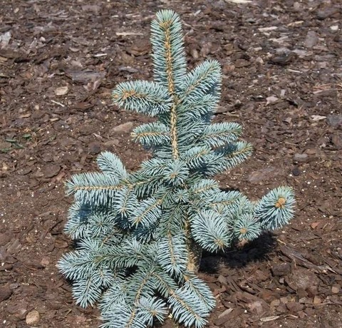 Ель pungens Baby Blue