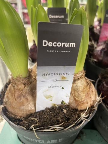 Гиацинт Микс 3 луковицы