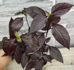 Альтернантера Purple Knight