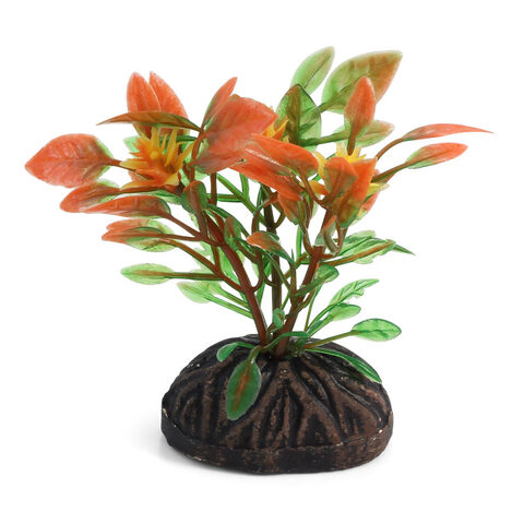 Laguna растение 