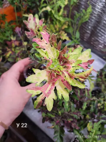 У 22 Коралловый садТай колеус