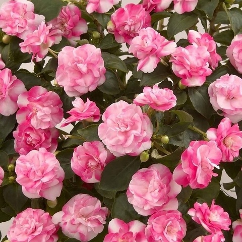 3802 Бальзамин Уоллера MUSICA BICOLOR PINK (ВЕСНА 2025)