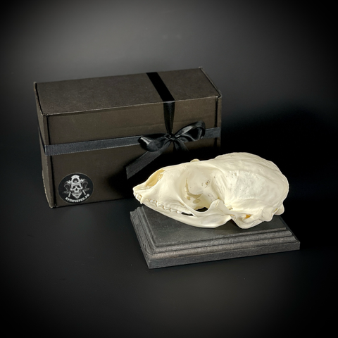 Череп нерпы в подарочной коробке