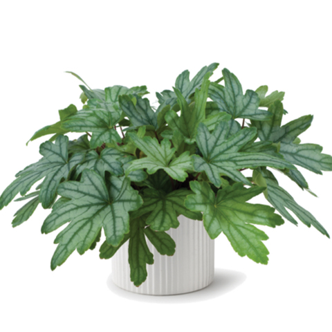 3730 Гейхера KIRELLA FRESH GREEN (ВЕСНА 2025)