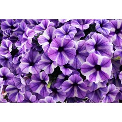 3265 Петуния SWEETUNIA STARFISH (ВЕСНА 2025)